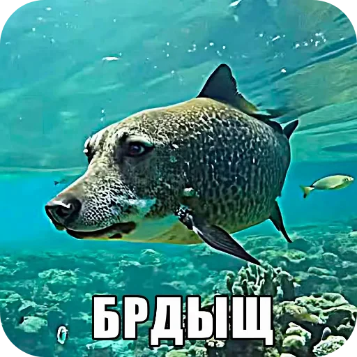 🌊 Стикер «Хрюндели» для Telegram