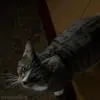 🐈‍⬛ Эмодзи «I Robot» для Telegram