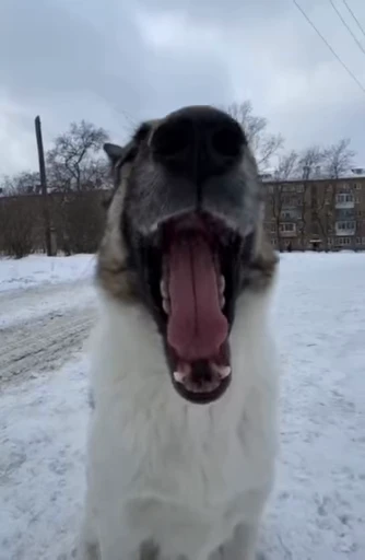 🥱 Стикер «тыктык» для Telegram