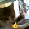Стикер 27 #ILOVECATS!