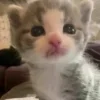 Стикер 32 #ILOVECATS!