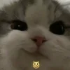 Стикер 4 #ILOVECATS!