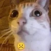 Стикер 18 #ILOVECATS!
