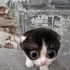 Стикер 54 #ILOVECATS!