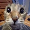 Стикер 44 #ILOVECATS!
