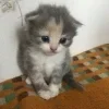 Стикер 31 #ILOVECATS!