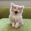 Стикер 45 #ILOVECATS!