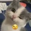 Стикер 5 #ILOVECATS!