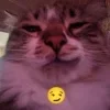 Обложка набора #ILOVECATS!
