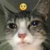 Стикер 19 #ILOVECATS!
