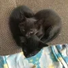Стикер 46 #ILOVECATS!