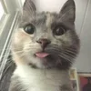 Стикер 56 #ILOVECATS!