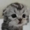 Стикер 33 #ILOVECATS!