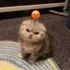 Стикер 3 #ILOVECATS!