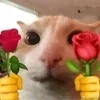 Стикер 61 #ILOVECATS!