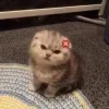 Стикер 9 #ILOVECATS!