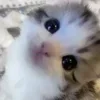 Стикер 14 #ILOVECATS!