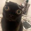 Стикер 51 #ILOVECATS!