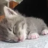 Стикер 15 #ILOVECATS!