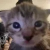 Стикер 22 #ILOVECATS!