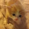 Стикер 13 #ILOVECATS!