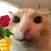 Стикер 20 #ILOVECATS!