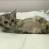 Стикер 6 #ILOVECATS!