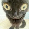 Стикер 52 #ILOVECATS!
