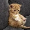 Стикер 48 #ILOVECATS!