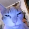 Стикер 55 #ILOVECATS!