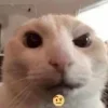 Стикер 17 #ILOVECATS!