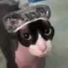 Стикер 30 #ILOVECATS!
