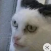 Стикер 16 #ILOVECATS!