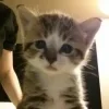 Стикер 12 #ILOVECATS!