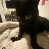 Стикер 53 #ILOVECATS!