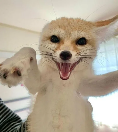 😃 Стикер «Im Fennec» для Telegram