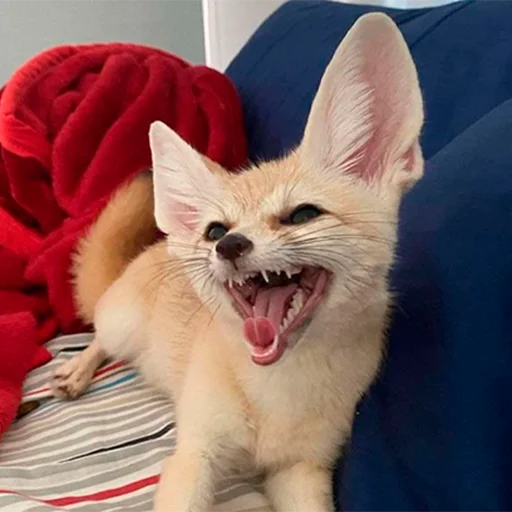 🤣 Стикер «Im Fennec» для Telegram