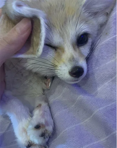 😌 Стикер «Im Fennec» для Telegram