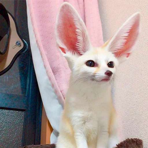 🙂 Стикер «Im Fennec» для Telegram