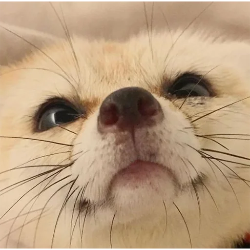 😌 Стикер «Im Fennec» для Telegram