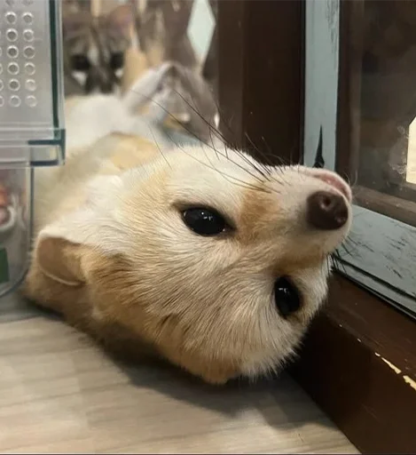 🙃 Стикер «Im Fennec» для Telegram