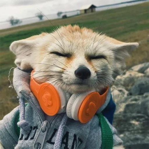 🎧 Стикер «Im Fennec» для Telegram