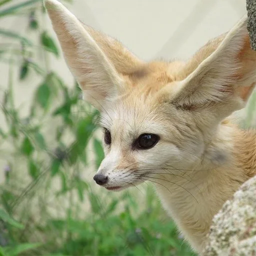 🙂 Стикер «Im Fennec» для Telegram