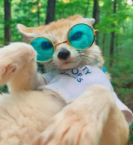 😎 Стикер «Im Fennec» для Telegram