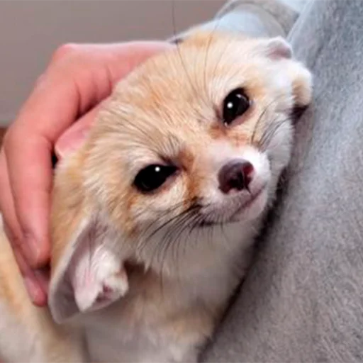 😌 Стикер «Im Fennec» для Telegram