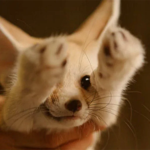 🤲 Стикер «Im Fennec» для Telegram