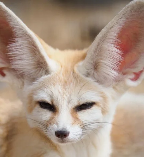 😌 Стикер «Im Fennec» для Telegram