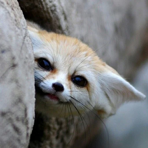 🙃 Стикер «Im Fennec» для Telegram