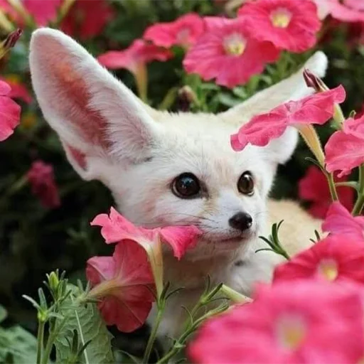 🌺 Стикер «Im Fennec» для Telegram