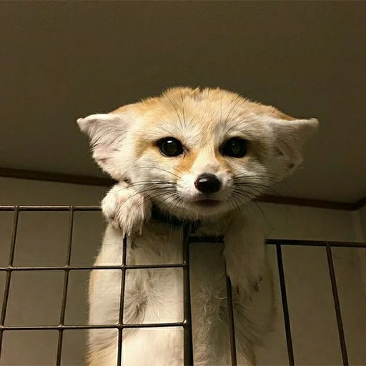 🙂 Стикер «Im Fennec» для Telegram